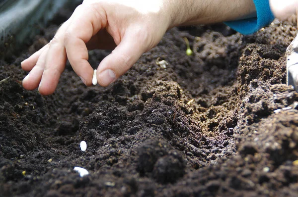 Esparciendo Semillas Frijol Mano Suelo Jardinería Casera Temporada Primavera Cultivo — Foto de Stock