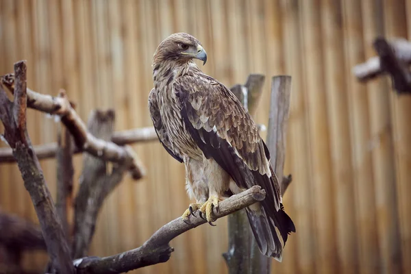 Eagle. Bird. Wild nature — Stock Photo, Image