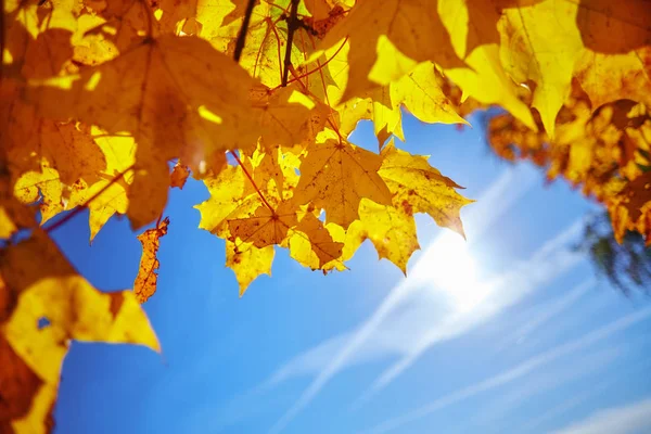 Folhas de bordo amarelas no fundo do céu de outono — Fotografia de Stock