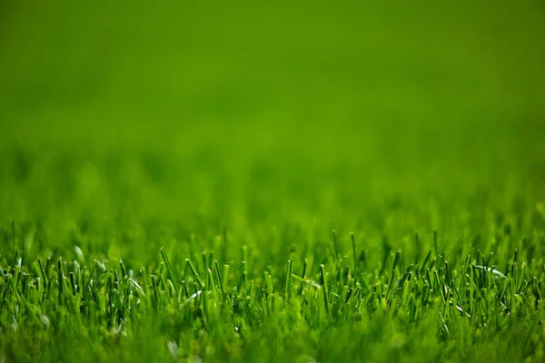 Grön gräsmatta mejade gräset Stockfoto
