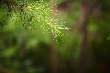 Yaz orman, damla dallar üzerinde