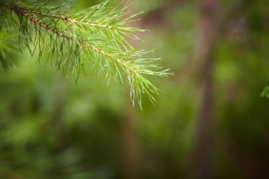 Yaz orman, yağmur, dallarda damla