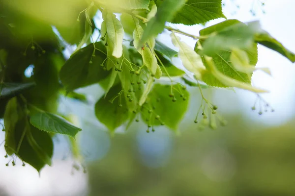 夏林, 树枝和树叶 — 图库照片