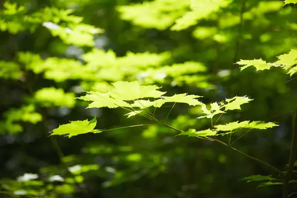 Floresta de verão, ramos e folhas de árvores — Fotografia de Stock