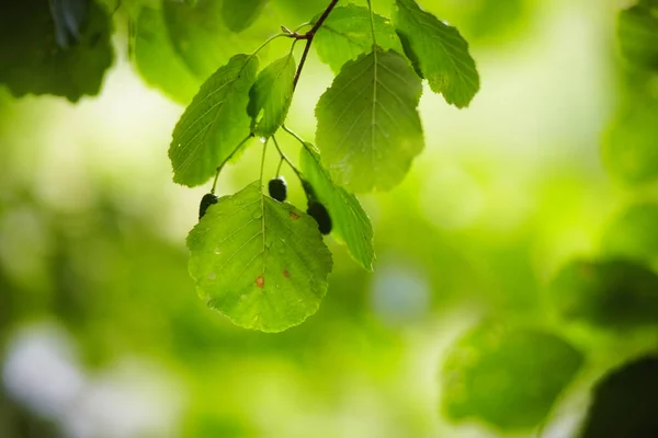 夏林, 树枝和树叶 — 图库照片