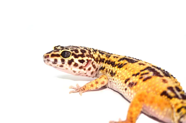 Reptil lagarto geco — Foto de Stock