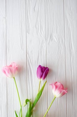 Ahşap beyaz arka plan ve Pembe Lale. Mart 8, anneler günü.
