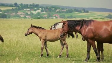 Atlar ve kırsal otlak arazi üzerinde küçük yavru