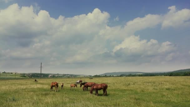 Дикие лошади на сельских пастбищах — стоковое видео