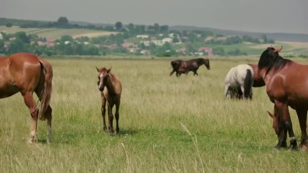 Wild horses and little foal on rural pasture land — Stock Video