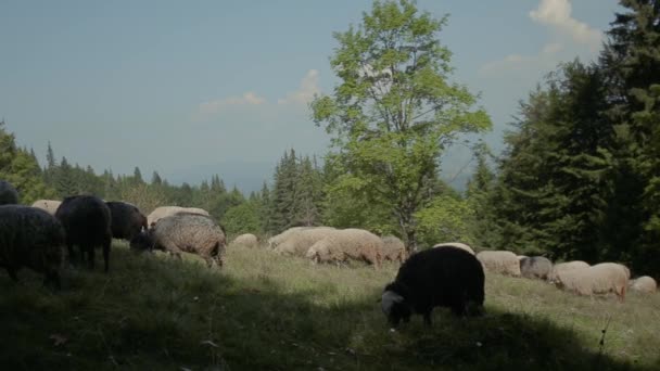 Las ovejas de montaña son hermosas montañas — Vídeo de stock