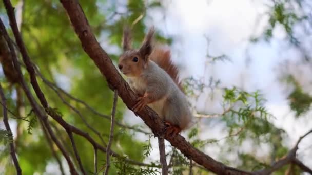 Nahaufnahme Eichhörnchen frisst eine Nuss — Stockvideo