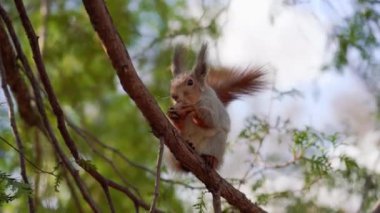 Kahverengi Sincaplar yer bir ceviz ağacına kapatın