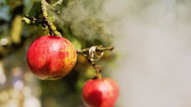 Alyans elma ve duman ile bir ağaç üzerinde