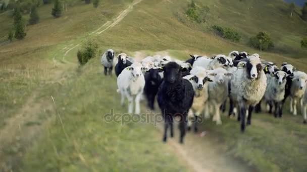 Verplaatsen van een kudde schapen te weiden — Stockvideo