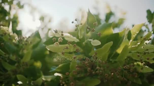 Krásné sluneční světlo prostřednictvím zelených listů a květů větev stromu na jaro léto — Stock video