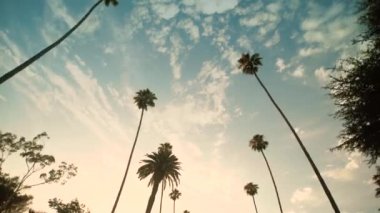 Palmiye ağaçları ile sürüş Beverly sürücü, mavi gökyüzü ve sunnset