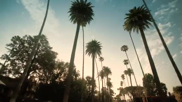 Conduciendo a través de palmeras en Beverly Drive, cielo azul — Vídeo de stock