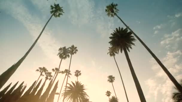 Driving through Palm Trees on Beverly Drive, blue sky, wide shot — Stock Video