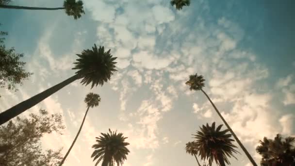 Проїжджаючи пальмами Беверлі їзди, широкі постріл — стокове відео