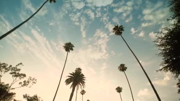 Mengemudi melalui Palm Trees di Beverly Drive, langit biru dan matahari terbenam — Stok Video