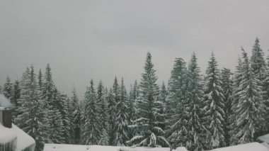 Hava düşük uçuş kış katiyen faling kar karlı çam ormanı içinde
