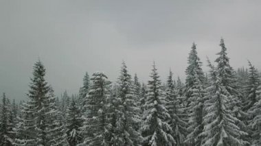 Hava düşük uçuş kış katiyen faling kar karlı çam ormanı içinde. portre