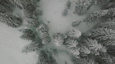 Hava üstgeçidin karlı çam ormanı katiyen faling kar dondurulmuş