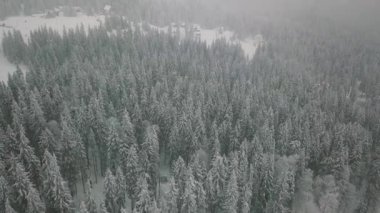 Hava düşük uçuş kış katiyen faling ormanda karlı Ladin dağ üzerinde dağda kar
