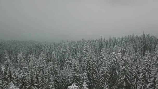 Vôo baixo sobre a floresta de abeto nevado no inverno whit faling neve — Vídeo de Stock