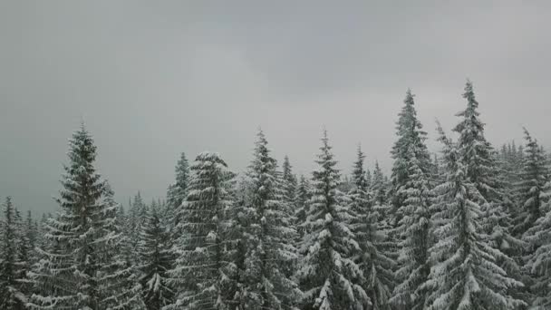 AERIAL Low flight over snowy spruce forest in winter whit faling snow. closeup — Stock Video