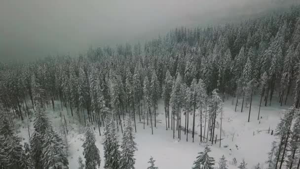 AERIAL Vôo baixo sobre a floresta de montanha de abeto nevado no inverno com neve faling — Vídeo de Stock