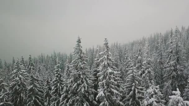 AERIAL Vuelo bajo sobre el bosque de abetos nevados en el bosque de montaña de invierno en invierno con un primer plano de nieve tambaleante — Vídeo de stock