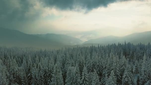 Εναέρια πτήση πάνω από το χιονισμένο έλατο ορεινό δάσος το χειμώνα — Αρχείο Βίντεο