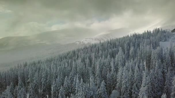 Vuelo aéreo sobre bosques nevados de montaña en invierno — Vídeos de Stock
