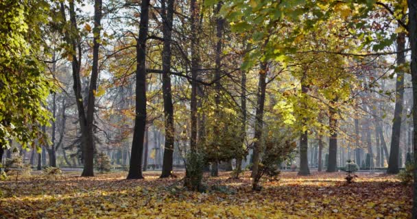 En cámara lenta. Paisaje sereno de otoño con hojas otoñales que caen de árboles de arce coloridos durante el día . — Vídeo de stock