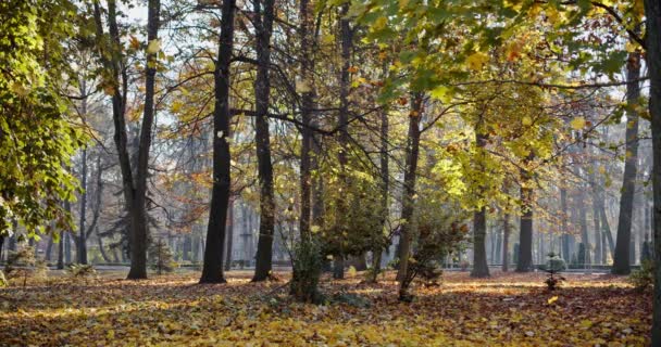 Au ralenti. Paysage d'automne serein avec des feuilles automnales tombant des érables colorés le jour. Plan médian 