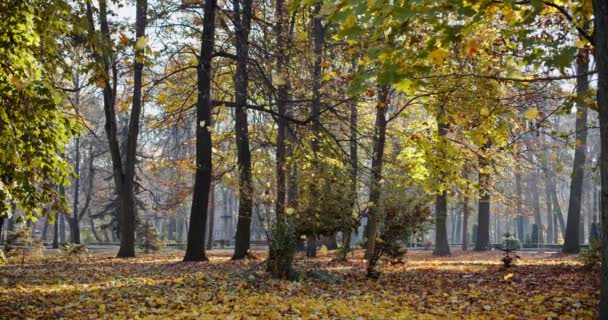 Zpomal. Klidná podzimní krajina s podzimními listy padajícími z pestrobarevných javorových stromů ve dne. Střední střela — Stock video