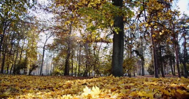 Lassú mozgású hulló levelek. - Igen. Derűs őszi táj őszi levelekkel, melyek napközben színes juharfákról hullanak le. Mozgó kamera. Széles látószögű — Stock videók