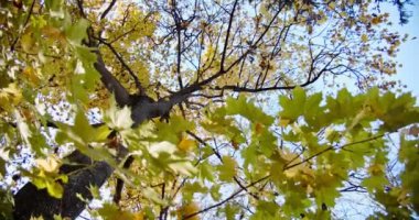 Akçaağaç yaprağının altında sonbahar renkleri. Ağaç aşağıdan alınmış. Kapat.