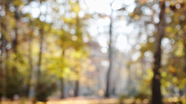 Blurry image, leaves fall extra slow motion. Autum colors below a tree of maple leaf. Close up — Stock Video