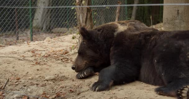 Wild bear in the forest, sleep directly. Slow motion — ストック動画