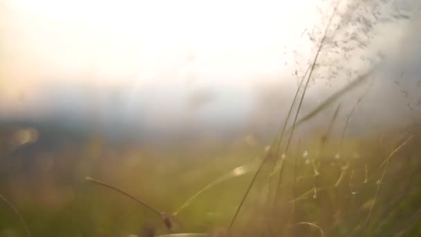 Primer plano de las flores del campo de hierba a la luz del atardecer. Fondo de la naturaleza. Macro cámara lenta — Vídeos de Stock