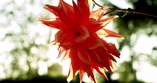 Vídeo cinematográfico. Flor de Dahlia con fondo de luz solar cámara lenta — Vídeo de stock