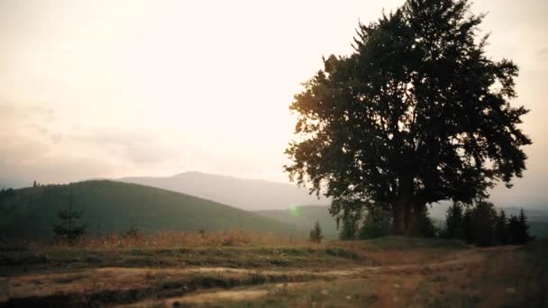 Одиночне дерево на тлі барвистого заходу сонця в горах в спекотний літній вечір. Широкий постріл — стокове відео