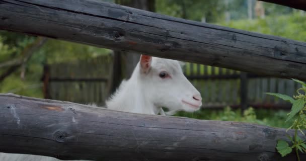 Коза стоит за деревянным забором фермы, смотрит в камеру и жует что-то охранное. Козлиная ферма, козлиная голова — стоковое видео
