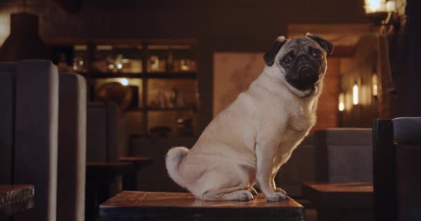 Kameraya bakıp bir sandalyeye oturan sevimli bir köpeğin portresi. — Stok video