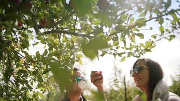 Una famiglia felice. Una donna strappa una mela e la mette nel cesto, un uomo felice la guarda — Video Stock