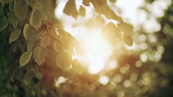 Zavřít. sluneční paprsky skrz listy břízy a větve — Stock video