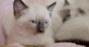 Taylandlı kedi Siyam kedileri uyuyor. Küçük kedi uykuya dalıyor.